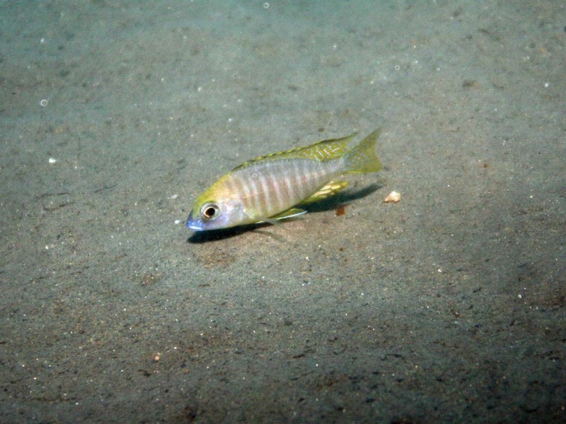 Aulonocara sp. 'deep lutheri' Gome